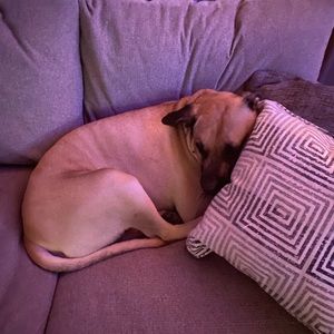 Meet your Posher, Dustin